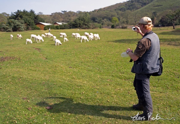 Jonas documenting sheeps